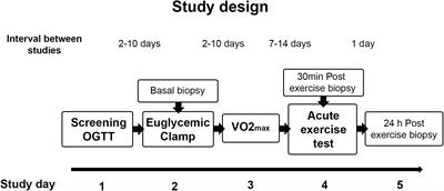 Altered Transcription Factor Expression Responses to Exercise in Insulin Resistance